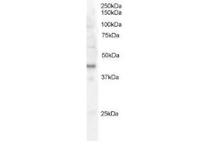 Image no. 1 for anti-FXYD Domain Containing Ion Transport Regulator 5 (FXYD5) (AA 93-107) antibody (ABIN292612) (FXYD5 anticorps  (AA 93-107))