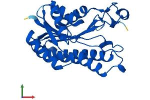 AlphaFold protein structure predicition of Mouse Recombinant Cbr4 Protein, UniprotID Q91VT4