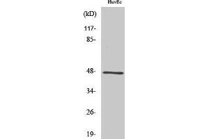 Western Blotting (WB) image for anti-G Protein Regulated Inducer of Neurite Outgrowth 2 (GPRIN2) (N-Term) antibody (ABIN3184936) (GPRIN2 anticorps  (N-Term))