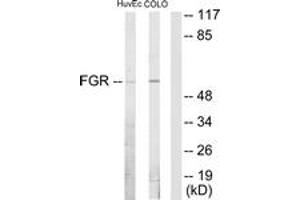 Western blot analysis of extracts from HuvEc/COLO205 cells, using FGR Antibody. (Fgr anticorps  (AA 61-110))