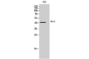 Western Blotting (WB) image for anti-Chemokine (C-X-C Motif) Receptor 5 (CXCR5) (Internal Region) antibody (ABIN3181453) (CXCR5 anticorps  (Internal Region))