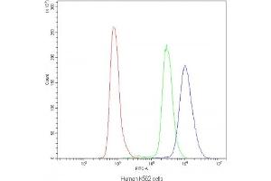 Flow cytometry testing of human K562 cells with NFAT4 antibody at 1ug/10^6 cells (blocked with goat sera) (NFATC3 anticorps)