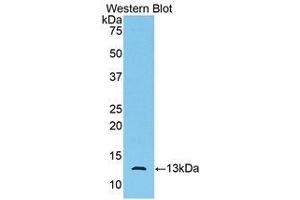Western Blotting (WB) image for anti-Anti-Mullerian Hormone (AMH) (AA 447-553) antibody (ABIN3208998) (AMH anticorps  (AA 447-553))