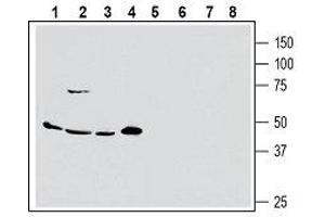 Western blot analysis of human MCF-7 breast adenocarcinoma (lanes 1 and 5), human Colo-205 colorectal adenocarcinoma (lanes 2 and 6), human PANC-1 pancreas ductal adenocarcinoma (lanes 3 and 7) and human Malme-3M melanoma cell line lysate (lanes 4 and 8): - 1-4. (SLC1A5 anticorps  (2nd Extracellular Loop))