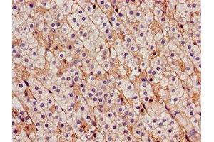 Immunohistochemistry of paraffin-embedded human adrenal gland tissue using ABIN7146220 at dilution of 1:100 (CDH18 anticorps  (AA 66-251))