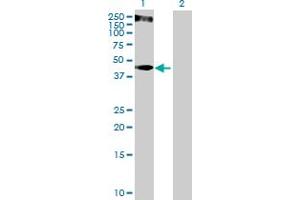 Western Blot analysis of KRT34 expression in transfected 293T cell line by KRT34 MaxPab polyclonal antibody.