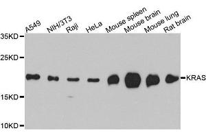 Western blot analysis of extracts of SW480 cell line, using KRAS antibody. (K-RAS anticorps)