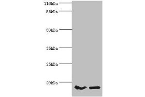 Western blot All lanes: POP7 antibody at 10 μg/mL Lane 1: Hela whole cell lysate Lane 2: HepG2 whole cell lysate Secondary Goat polyclonal to rabbit IgG at 1/10000 dilution Predicted band size: 16 kDa Observed band size: 16 kDa (POP7 anticorps  (AA 1-140))