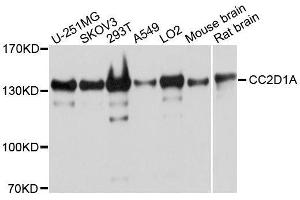 Western blot analysis of extracts of various cell lines, using CC2D1A antibody. (CC2D1A anticorps  (AA 1-150))