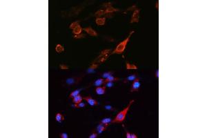 Immunofluorescence analysis of NIH-3T3 cells using SLC3/CD98hc Polyclonal Antibody (ABIN6130695, ABIN6148000, ABIN6148001 and ABIN6221364) at dilution of 1:100 (40x lens). (SLC3A2 anticorps  (AA 360-529))