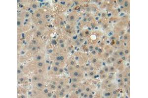 IHC-P analysis of liver tissue, with DAB staining. (beta Defensin 1 anticorps  (AA 22-69))