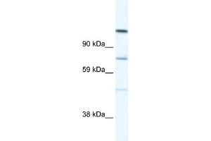 D930005D10RIK antibody (20R-1172) used at 0. (Radil anticorps  (C-Term))