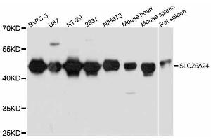 Western blot analysis of extracts of various cell lines, using SLC25A24 antibody. (SLC25A24 anticorps  (AA 1-200))