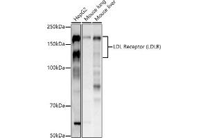 Western blot analysis of extracts of various cell lines, using LDL Receptor (LDLR) antibody (ABIN7268296) at 1:1000 dilution. (LDLR anticorps  (C-Term))