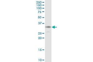 HCCS MaxPab polyclonal antibody.