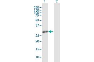 Western Blot analysis of HMOX1 expression in transfected 293T cell line by HMOX1 MaxPab polyclonal antibody.