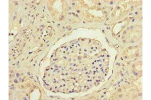 Immunohistochemistry of paraffin-embedded human kidney tissue using ABIN7144100 at dilution of 1:100 (ANGPTL1 anticorps  (AA 24-289))