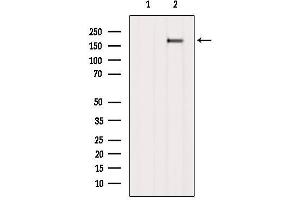 Western blot analysis of extracts from B16F10, using Ret Antibody. (Ret Proto-Oncogene anticorps  (C-Term))