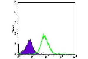 Flow cytometric analysis of Hela cells using MMP1 mouse mAb (green) and negative control (purple).