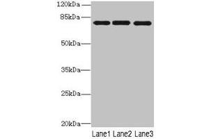 Western blot All lanes: PPEF1 antibody at 1 μg/mL Lane 1: U251 whole cell lysate Lane 2: A549 whole cell lysate Lane 3: Mouse gonadal tissue Secondary Goat polyclonal to rabbit IgG at 1/10000 dilution Predicted band size: 76, 70, 73, 45, 69 kDa Observed band size: 76 kDa (PPEF1 anticorps  (AA 301-500))