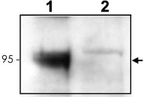 Western blot using Ntrk3 polyclonal antibody  to detect endogenous Ntrk3 in mouse cortex lysate (Lane 1). (NTRK3 anticorps  (C-Term))