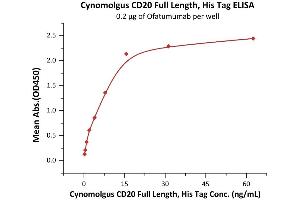 Measured by its binding ability in a functional ELISA.