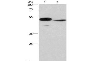 Western Blot analysis of Mouse panceas tissue and NIH/3T3 cell using IRF9 Polyclonal Antibody at dilution of 1:380 (IRF9 anticorps)