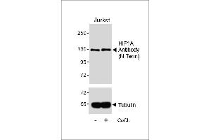 Western blot analysis of lysates from Jurkat cell line, untreated or treated with CoCl2, 0. (HIF1A anticorps)
