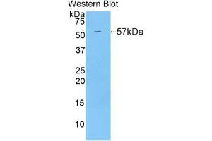 Western blot analysis of the recombinant protein. (CUZD1 anticorps  (AA 291-545))