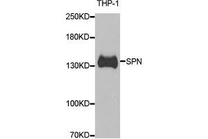 Western blot analysis of extracts of THP-1 cells, using SPN antibody (ABIN5973813) at 1/1000 dilution. (CD43 anticorps)