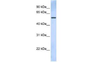 WB Suggested Anti-TRIM43 Antibody Titration:  0. (TRIM43 anticorps  (C-Term))