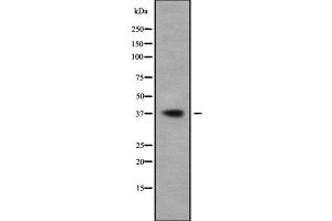Western blot analysis of BCL2L14 using A549 whole cell lysates (BCL2L14 anticorps  (N-Term))
