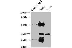 Immunoprecipitating CASP7 in HEK293 whole cell lysate Lane 1: Rabbit control IgG instead of ABIN7146960 in HEK293 whole cell lysate.