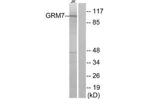 Western blot analysis of extracts from Jurkat cells, using GRM7 antibody.