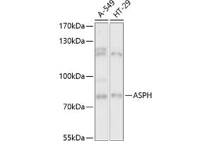Western blot analysis of extracts of various cell lines, using ASPH antibody (ABIN6127459, ABIN6137213, ABIN6137215 and ABIN6217041) at 1:3000 dilution. (Aspartate beta Hydroxylase anticorps  (AA 111-270))