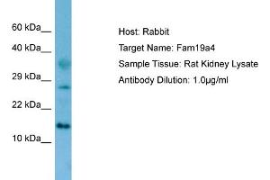 WB Suggested Anti-Fam19a4 Antibody   Titration: 1. (FAM19A4 anticorps  (N-Term))