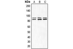 Western blot analysis of IKK alpha/beta (pS180/181) expression in HEK293T LPS-treated (A), Raw264.