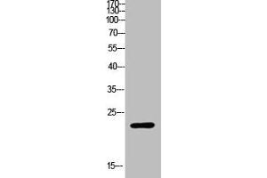 Western Blot analysis of customer's (cat sample) using Ribosomal Protein L17 Polyclonal Antibody (RPL17 anticorps  (Internal Region))