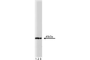 Western Blotting (WB) image for anti-Mitogen-Activated Protein Kinase Kinase 1 (MAP2K1) antibody (ABIN967763)