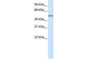 Human Liver; WB Suggested Anti-HSZFP36 Antibody Titration: 0. (ZNF823 anticorps  (Middle Region))