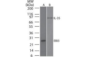 Image no. 1 for anti-Interleukin-27 subunit beta (IL-27b) antibody (ABIN959968) (EBI3 anticorps)