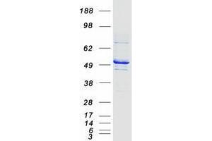 Validation with Western Blot