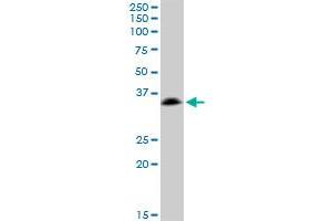 SSR1 MaxPab polyclonal antibody. (SSR1 anticorps  (AA 1-286))