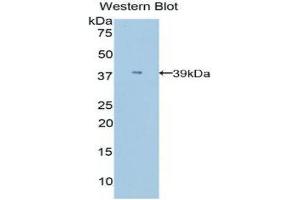 Western Blotting (WB) image for anti-Apolipoprotein C-I (APOC1) (AA 30-88) antibody (ABIN3208968) (APOC1 anticorps  (AA 30-88))