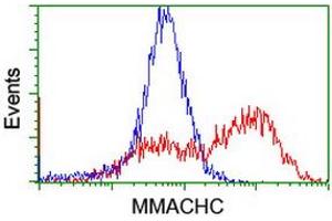 Flow Cytometry (FACS) image for anti-Methylmalonic Aciduria (Cobalamin Deficiency) CblC Type, with Homocystinuria (MMACHC) antibody (ABIN1499512) (MMACHC anticorps)