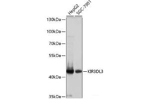 Western blot analysis of extracts of various cell lines using KIR3DL3 Polyclonal Antibody at dilution of 1:1000. (KIR3DL3 anticorps)