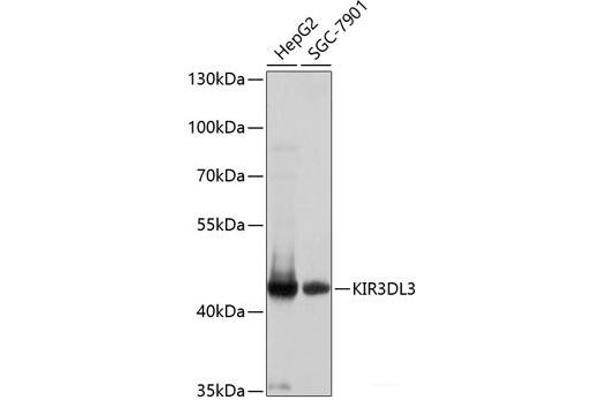 KIR3DL3 antibody
