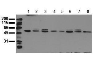Western Blotting (WB) image for anti-Mitogen-Activated Protein Kinase 9 (MAPK9) antibody (ABIN126823) (JNK2 anticorps)