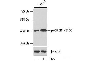 Western blot analysis of extracts from HeLa cells untreated or treated with UV using Phospho-CREB1(S133) Polyclonal Antibody.