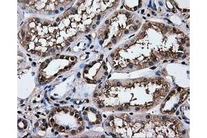 Immunohistochemical staining of paraffin-embedded Kidney tissue using anti-HSPA1Amouse monoclonal antibody. (HSP70 1A anticorps)